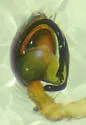 Emblyna completa - photo 4
