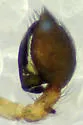 Emblyna completa - photo 5