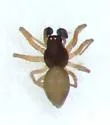 Emblyna cruciata