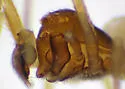 Emblyna cruciata - photo 3