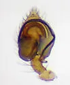 Emblyna cruciata - photo 4