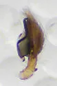 Emblyna cruciata - photo 5