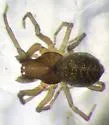 Emblyna decaprini