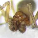 Emblyna decaprini - photo 2