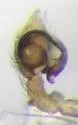 Emblyna decaprini - photo 3