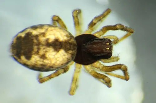 Emblyna hentzi