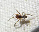 Emblyna olympiana