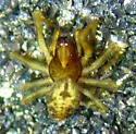 Emblyna olympiana - photo 2