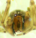 Emblyna olympiana - photo 5
