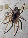 Emblyna oregona