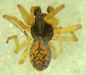 Emblyna oregona - photo 2