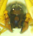 Emblyna oregona - photo 3