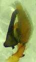Emblyna oregona - photo 5