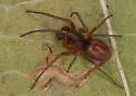 Emblyna phylax