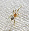 Emblyna reticulata