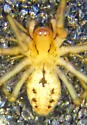 Emblyna reticulata - photo 2