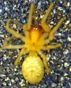 Emblyna reticulata - photo 4