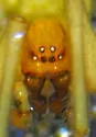 Emblyna reticulata - photo 5
