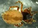 Emblyna roscida