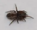 Emblyna roscida - photo 2