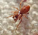 Emblyna saylori