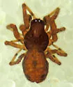 Emblyna saylori - photo 2