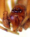 Emblyna saylori - photo 3