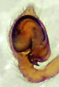 Emblyna saylori - photo 4