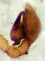 Emblyna saylori - photo 5