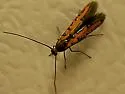 Embola ciccella - Hodges#2498