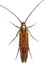 Embola ciccella - Hodges#2498 - photo 4