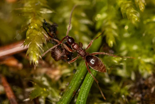 Embolemidae - Embolemidae
