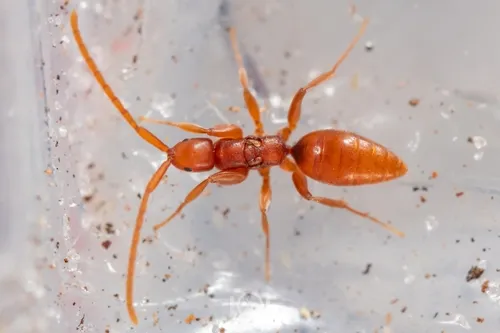 Embolemus nearcticus