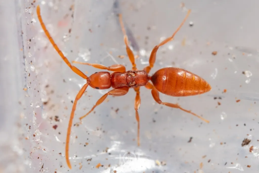 Embolemus nearcticus - photo 3