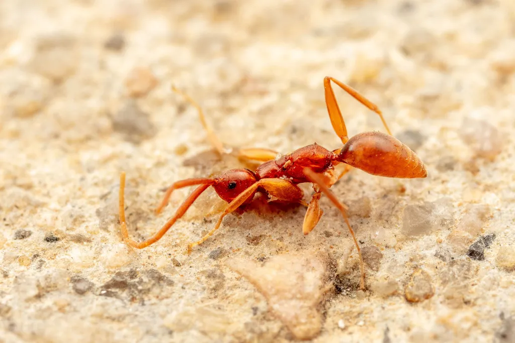 Embolemus walkeri - photo 2