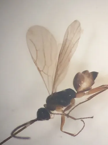 Embolemus zealandicus