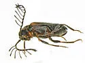 Emelinus butleri