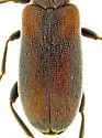 Emelinus butleri - photo 3