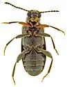 Emelinus butleri - photo 4