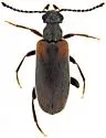 Emelinus butleri - photo 5