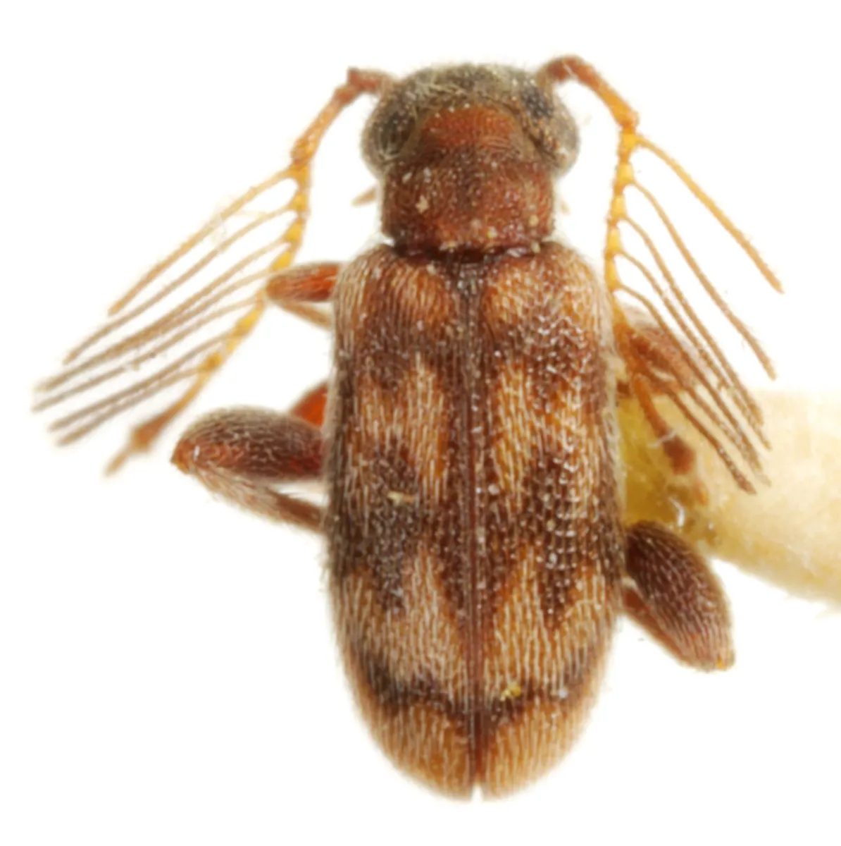Emelinus melsheimeri