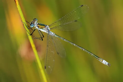 Emerald Damselfly - Lestes sponsa