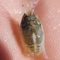 Pacific Mole Crab