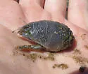 Pacific Mole Crab - photo 2