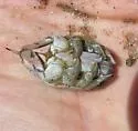 Pacific Mole Crab - photo 3