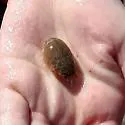 Pacific Mole Crab - photo 5