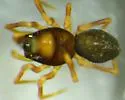 Emertongone montifer