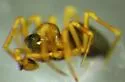 Emertongone montifer - photo 2