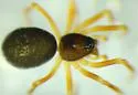 Emertongone montifer - photo 3