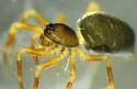 Emertongone montifer - photo 4